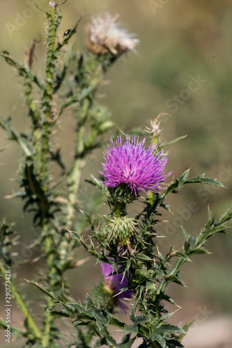 Acanthoides Carduus L. - roadside thistle