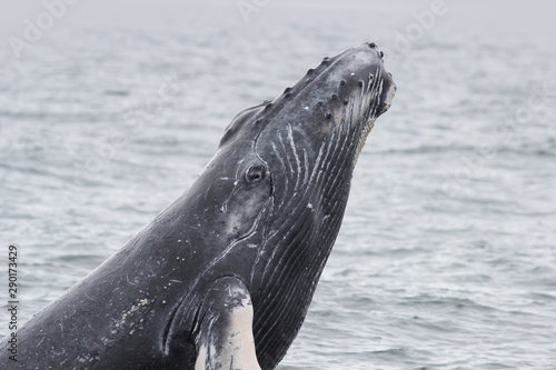 Humpback Whale Raised out of the Water with his Eye Showing