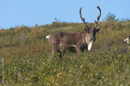 Caribou (Rangifer tarandus granti) in Denali NP;  Alaska photo