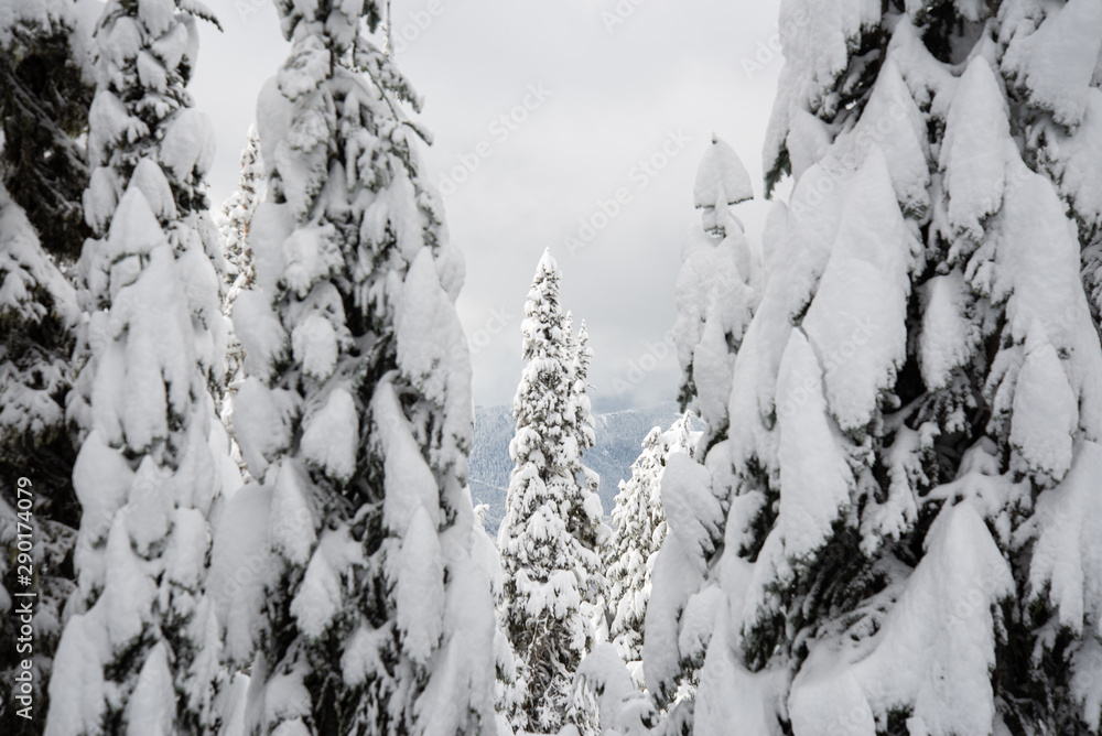 snow covered trees in winter