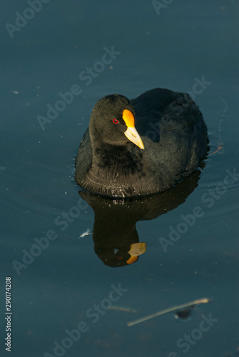 White-winged Coot (fulica leucoptera)swimming on a pond, reflected on the water. photo