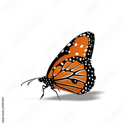 Butterfly icon, Cute Cartoon Funny Character with Colorful Wings, Flying Insect in White Background – Flat Design  © Arya