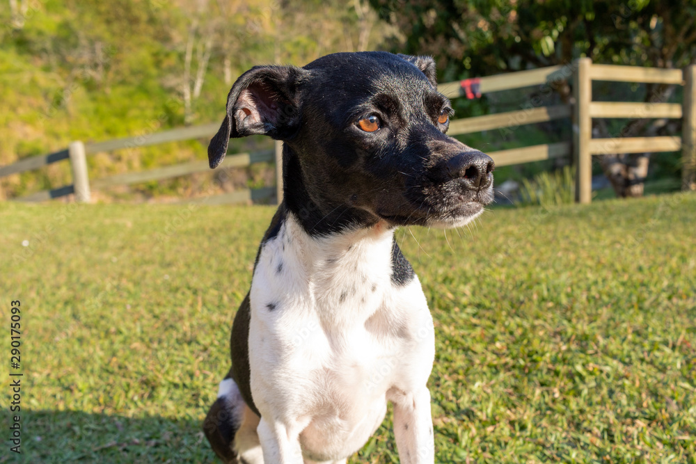 beautiful spring portrait of adorable Black Brazilian Terrier Dog in the blossoming park