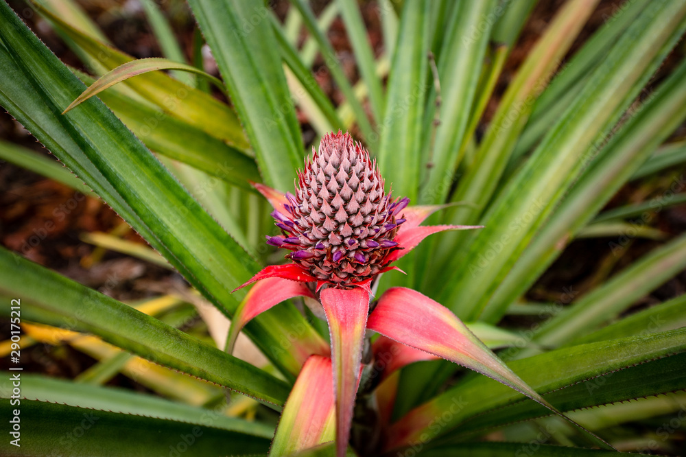 Flor de la Piña en inirida Guainia Flor de la Piña en inirida Guainia