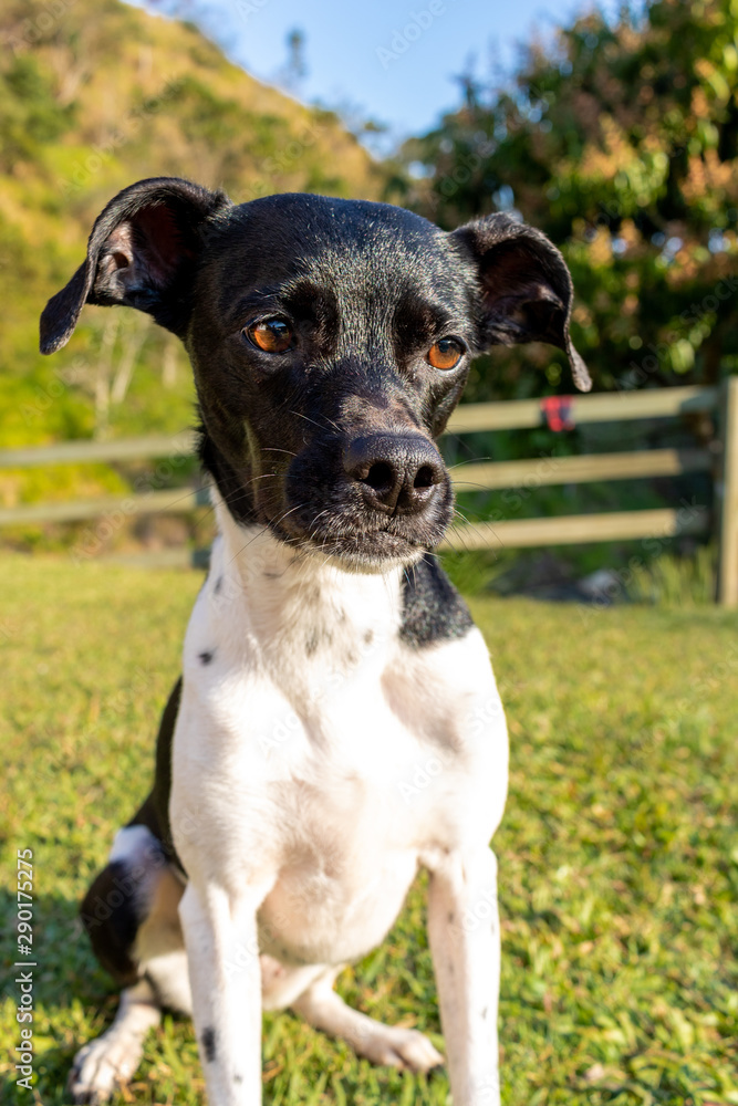 beautiful spring portrait of adorable Black Brazilian Terrier Dog in the blossoming park beautiful spring portrait of adorable Black Brazilian Terrier Dog in the blossoming park