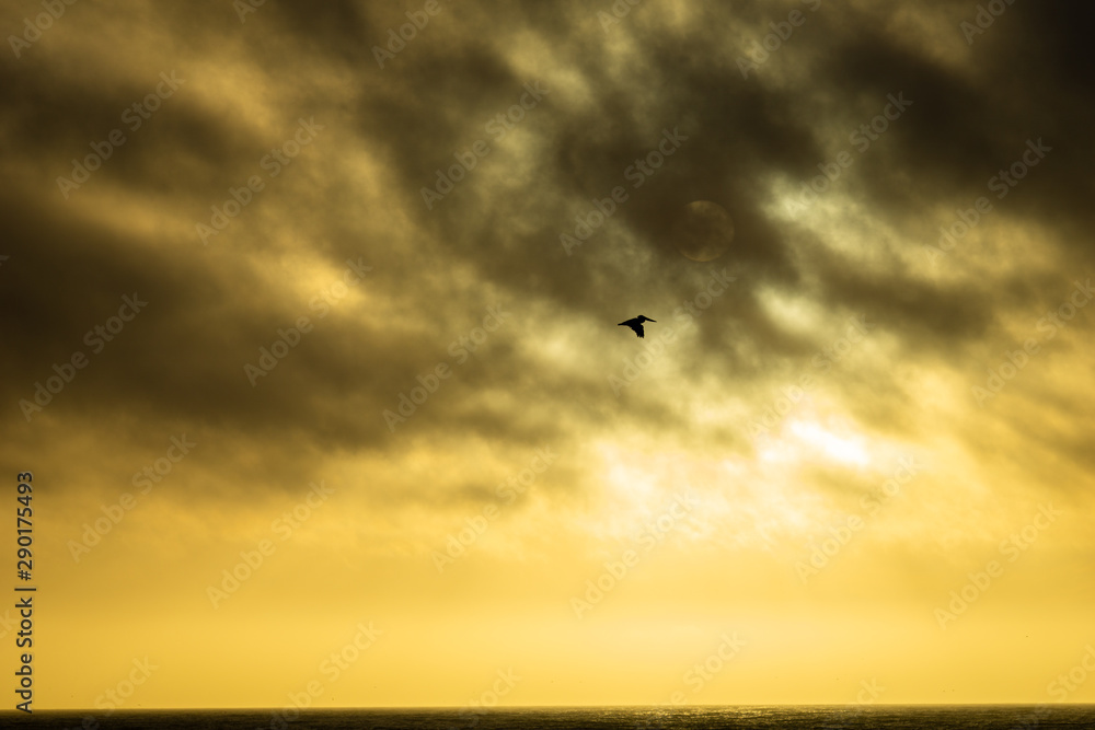 A pelican flies against the sunset, backlit by a dramatic yellow sky with dark shadows of clouds. 