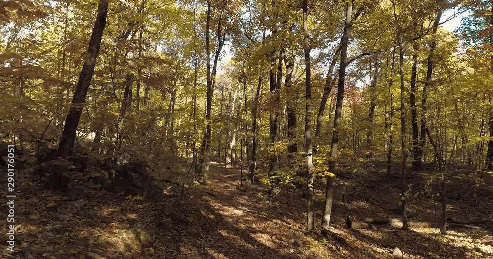 Floating Thru Autumn Forest on a Fall Sunny Day Floating Thru Autumn Forest on a Fall Sunny Day