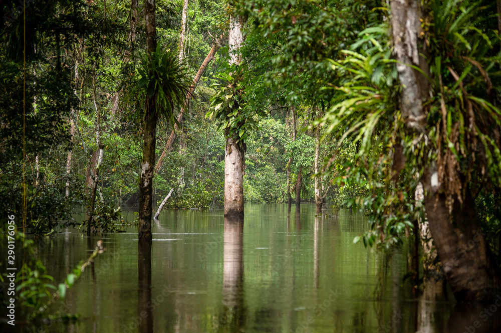 Lagunas y bosques en las selvas de Guainia en Colombia Stock Photo ...