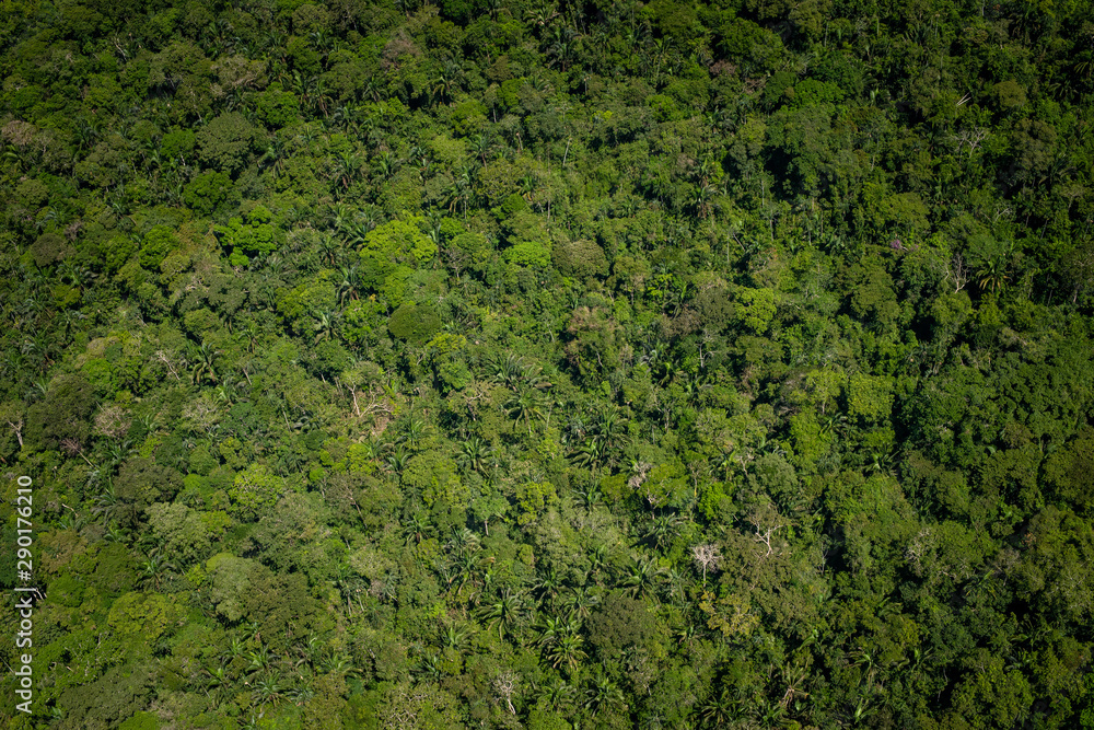 Lagunas y bosques en las selvas de Guainia en Colombia