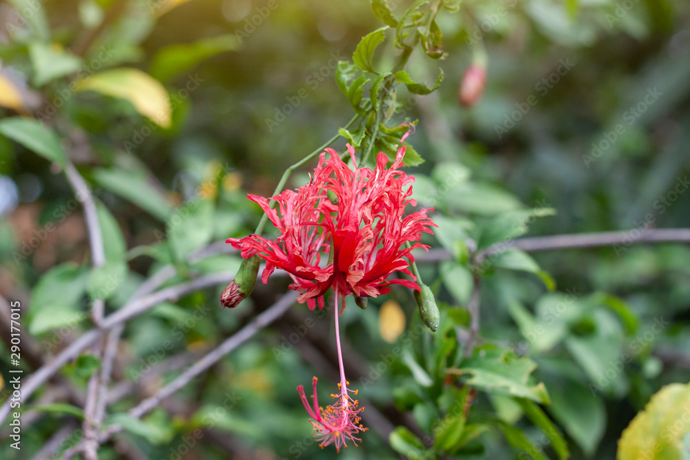 Red hibiscus flower, chinese rose or chaba flower bloom on blur nature background. Red hibiscus flower, chinese rose or chaba flower bloom on blur nature background.