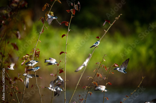 aves de puerto Inirida Guainia _ Colombia photo