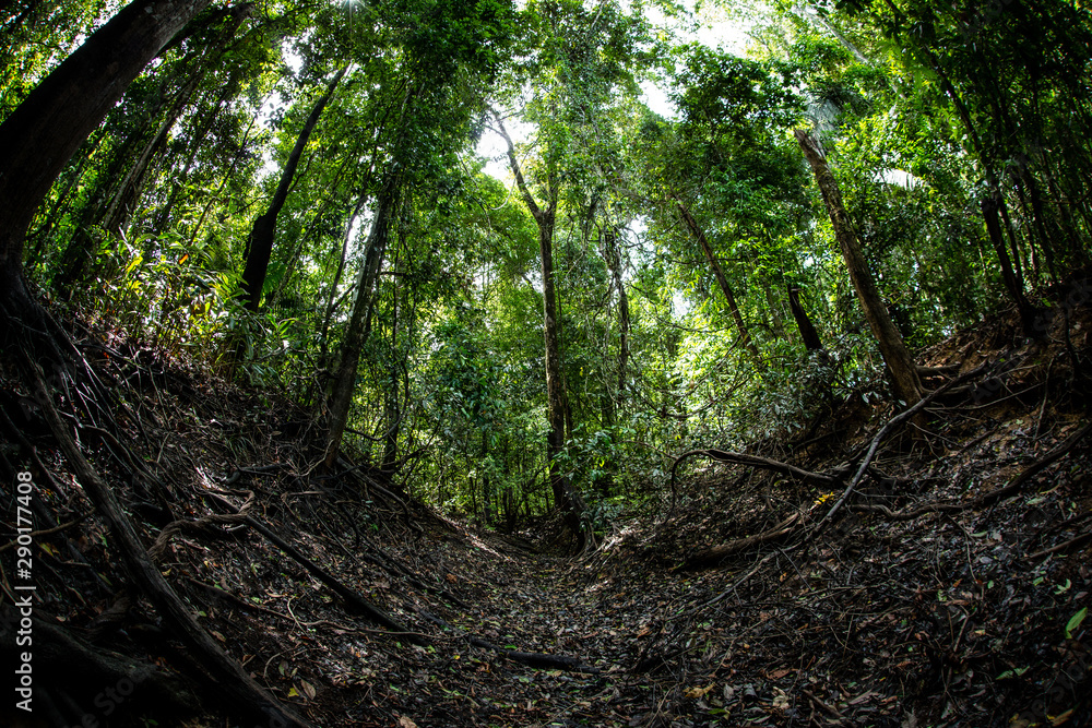 Fototapeta premium Bosques y humedales cerca a Puerto inirida Guainia _ Colombia