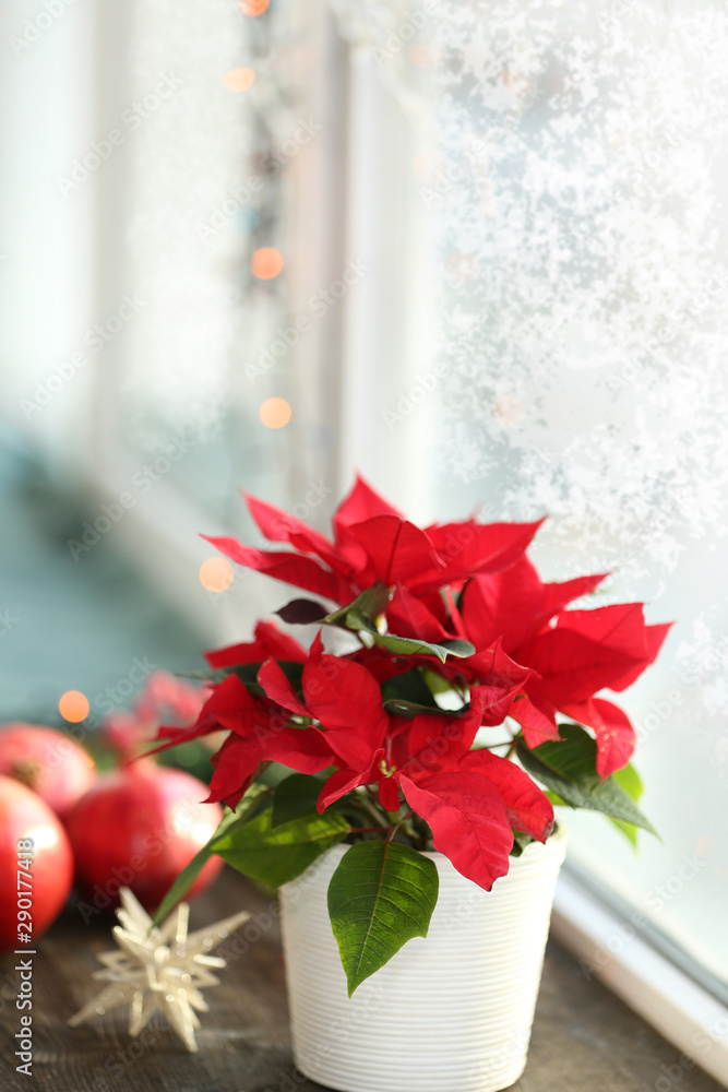 Fototapeta premium Beautiful Poinsettia in pot on windowsill at home