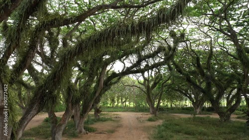 Aerial view clip of enchanting towering trees at Jawatan Benculuk perhutani in Banyuwangi, East Java, Indonesia. photo