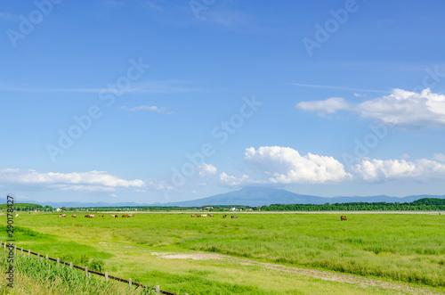 原生花園より東方 青空と草原と