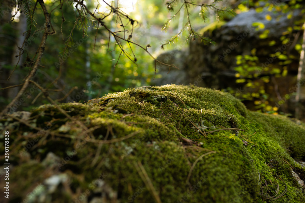 Fototapeta premium Moss