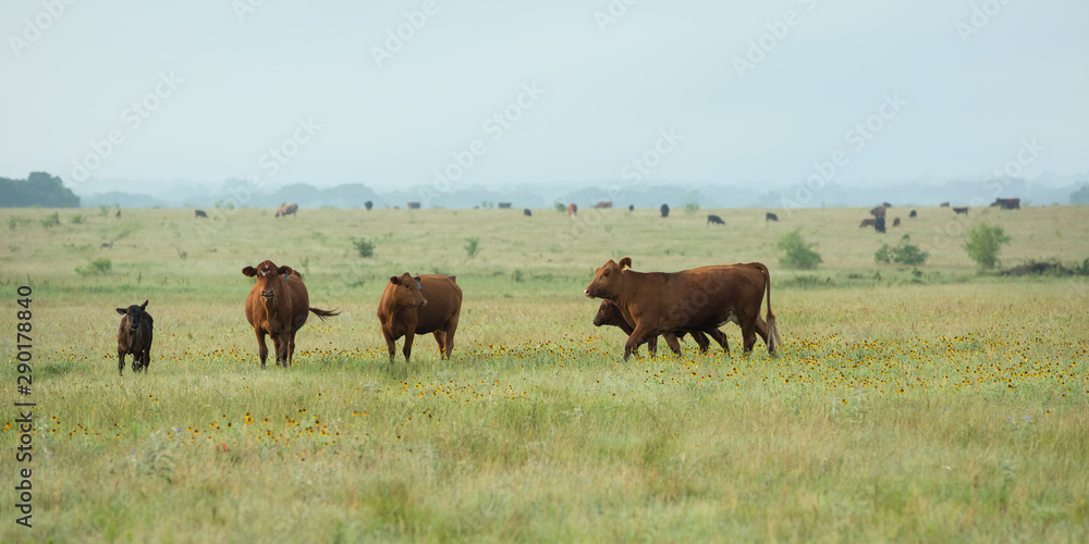 Cows in Meadow