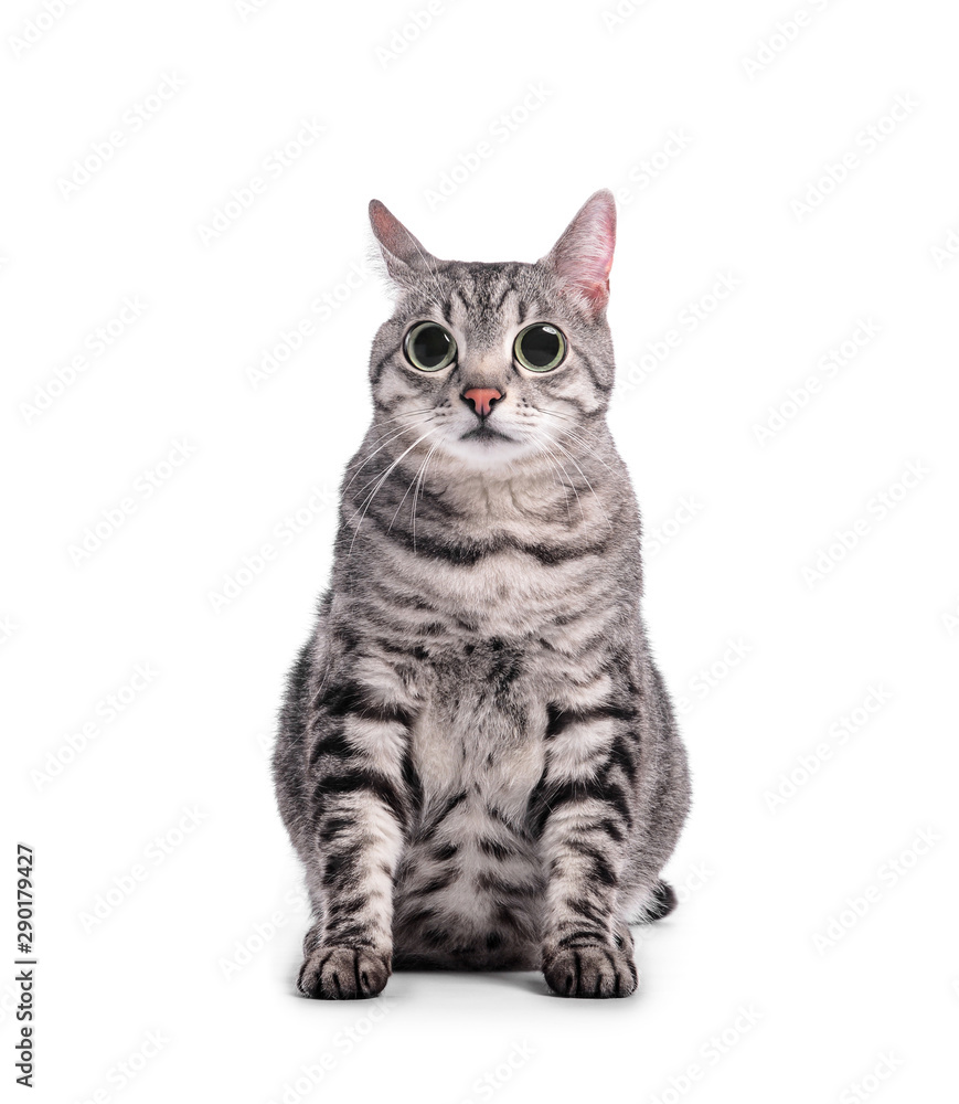 Obraz premium Cute funny cat on white background