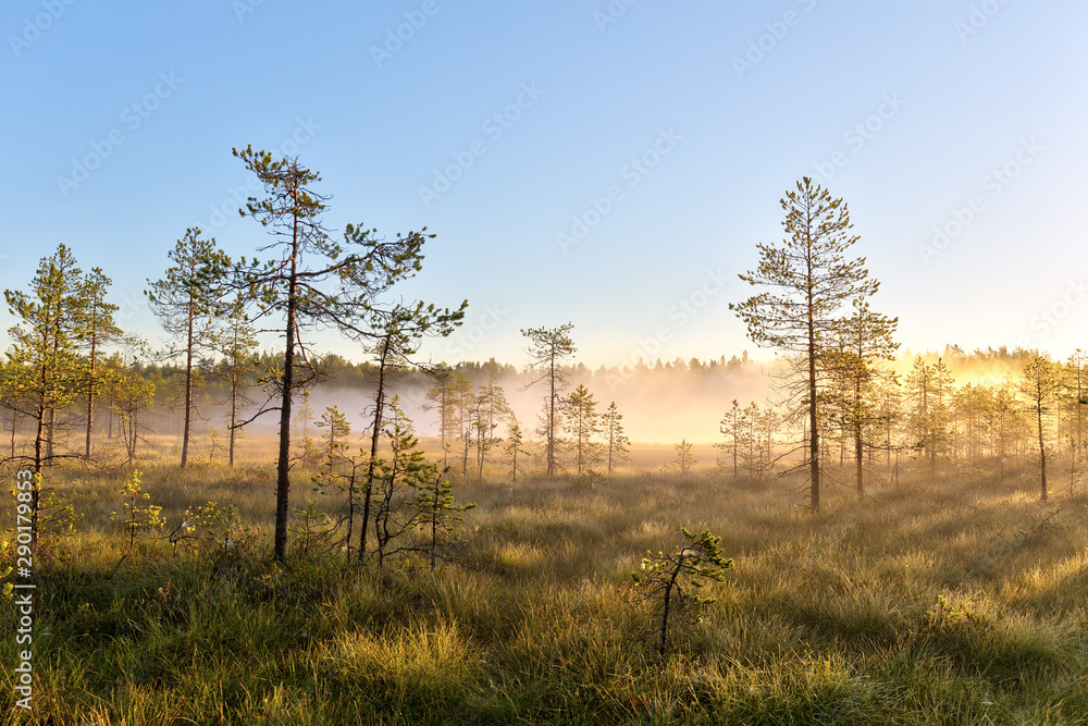 fog over a small forest lake and swamp