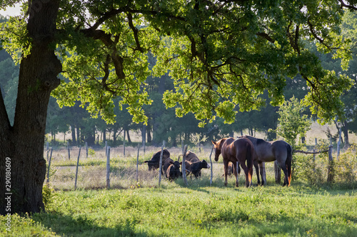 Horses in pasture interacting with bucket calves on the beef cattle ranch