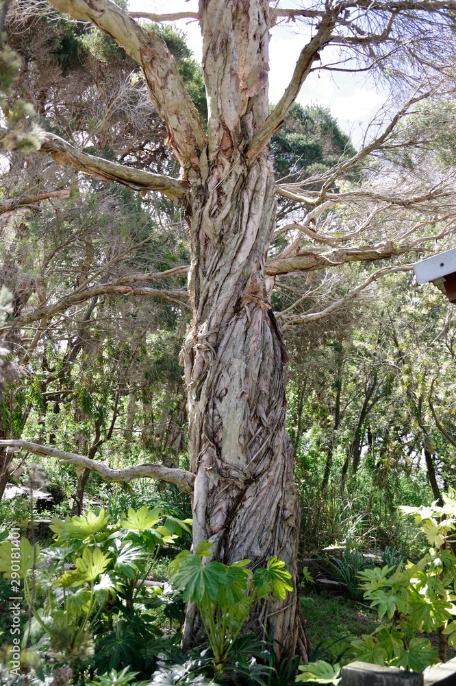 Fototapeta premium trunk of a tree