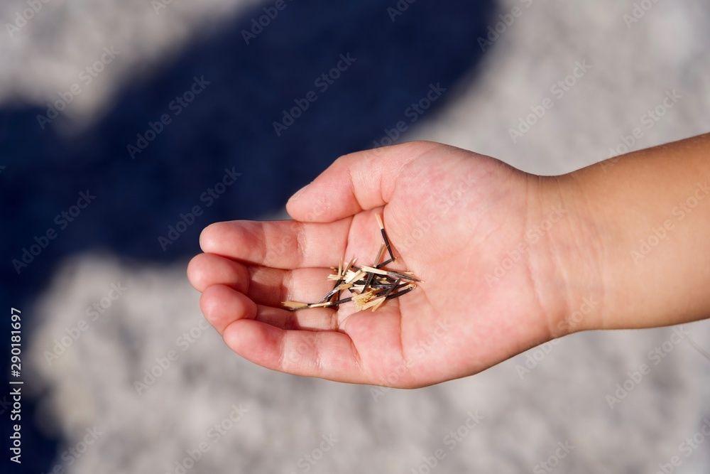 Obraz premium マリーゴールドの種