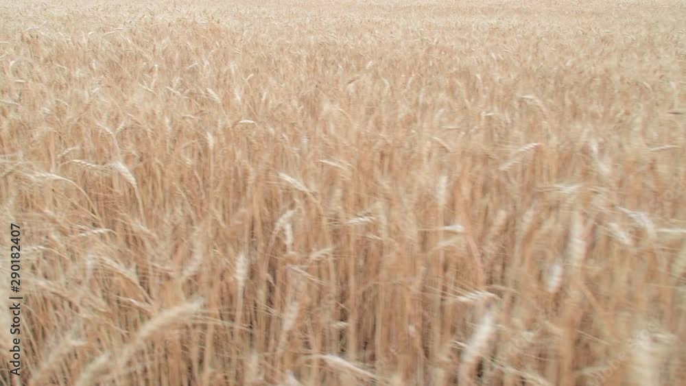 Camera moves along field of rye. Focus from person view. Wheat grains ready to be harvested. Middle plan. Moving camera with effects of steps. Camera moves along field of rye. Focus from person view. Wheat grains ready to be harvested. Middle plan. Moving camera with effects of steps.