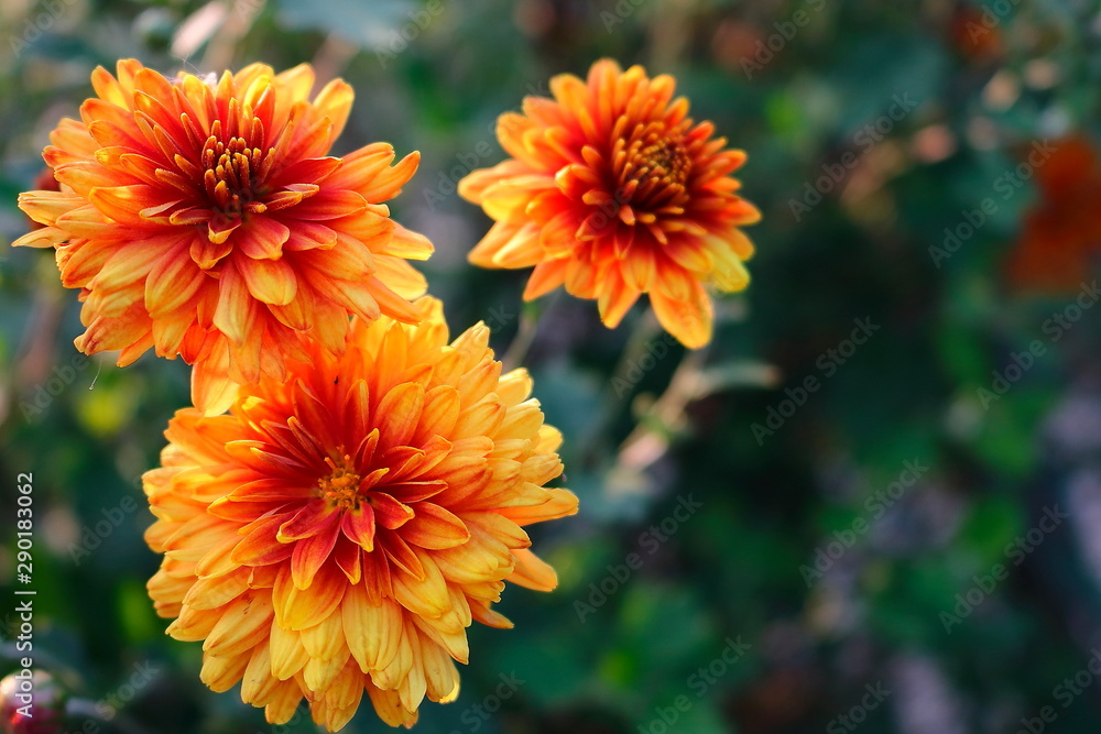Obraz premium orange flowers