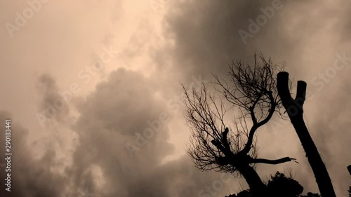 Bare Branches dry tree with a storm wind fast moving Cloudy Sky Landscape timelapse ,Beautiful summer day storm cloud timelapse. Dramatic thunderstorm cloudscape