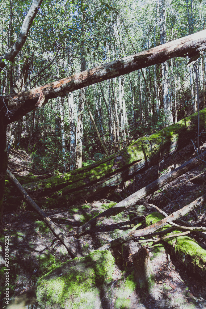 Obraz premium wild Australian bush during a hike in Tasmania with its untouched landscape