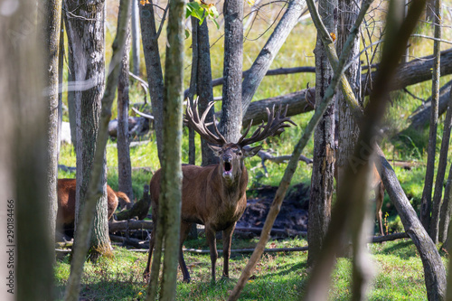 European red deer (Cervus elaphus) in rut, it is fourth  the largest deer species © Denny