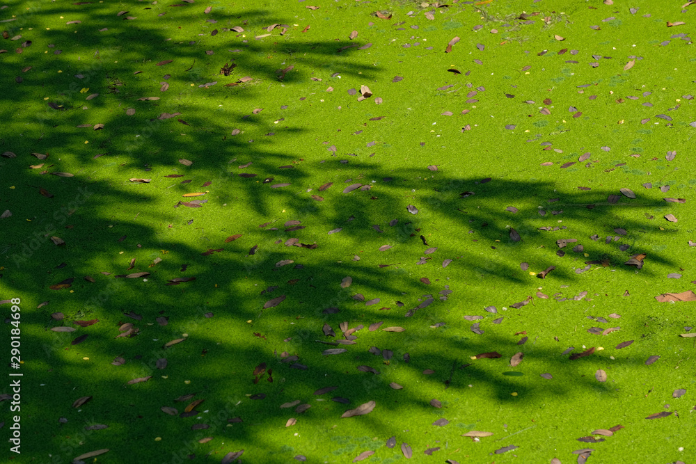 duckweed in river with tree shadow duckweed in river with tree shadow
