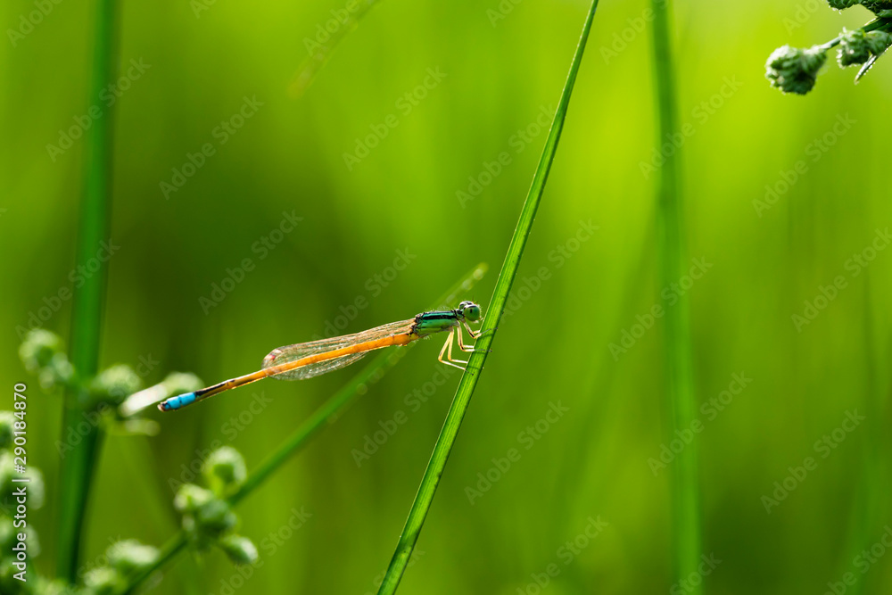 Small dragonflies and grass in the fresh rainy season Small dragonflies and grass in the fresh rainy season