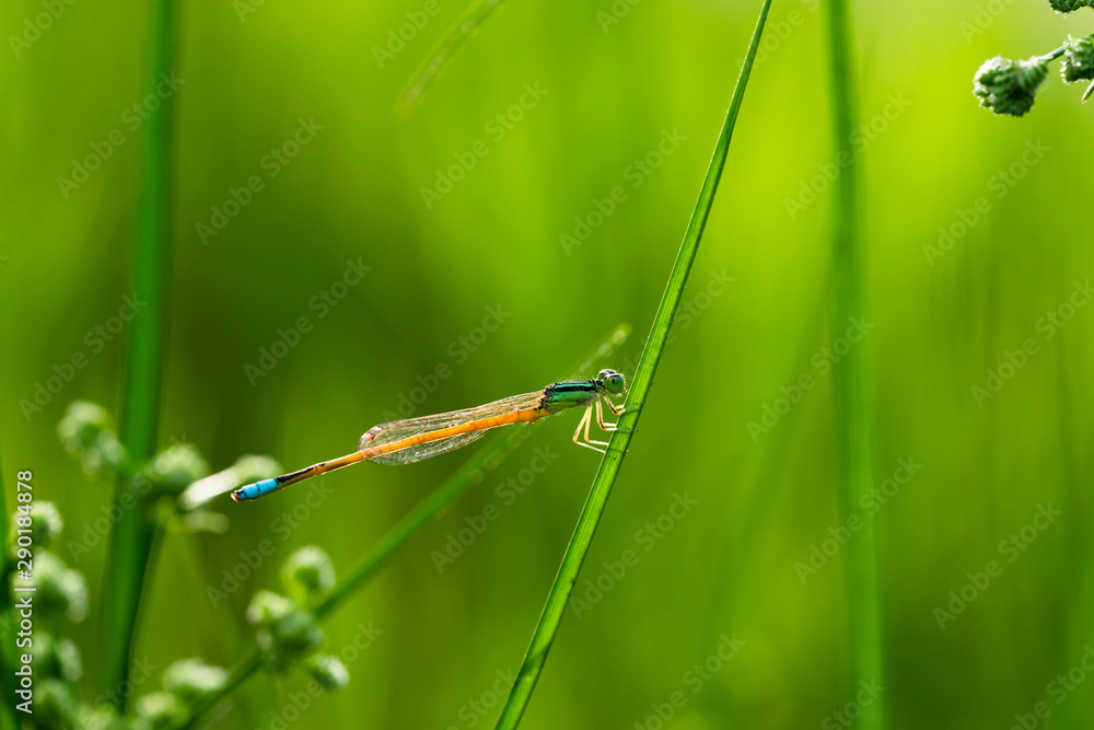 Small dragonflies and grass in the fresh rainy season Small dragonflies and grass in the fresh rainy season