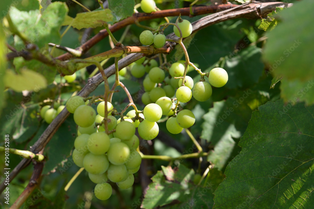 Green grapevine closeup.