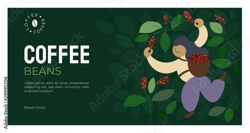 Vector illustration of picker is harvesting ripe red berries of coffee from branches of trees. Coffee beans template for farmer, roasters company. Design for banner, web, layout, prints, online store.