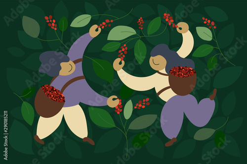 Vector illustration of happy pickers are harvesting ripe red berries of coffee from branches of trees. Laborers picking coffee in basket by hand. Design pattern for banner, poster, print, package, web