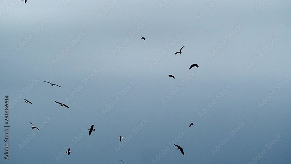 seagull and other seabird flying high in the sky seagull and other seabird flying high in the sky