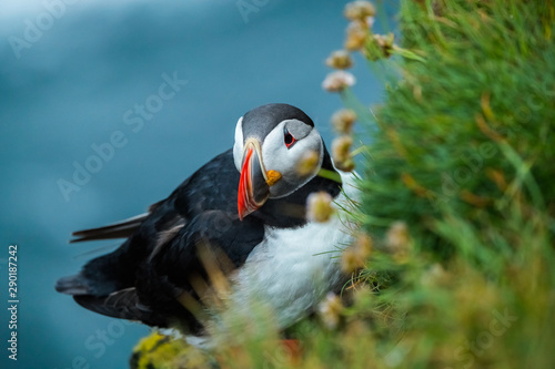 Puffins on the Latrabjarg cliffs, a promontory and the westernmost point in Iceland 