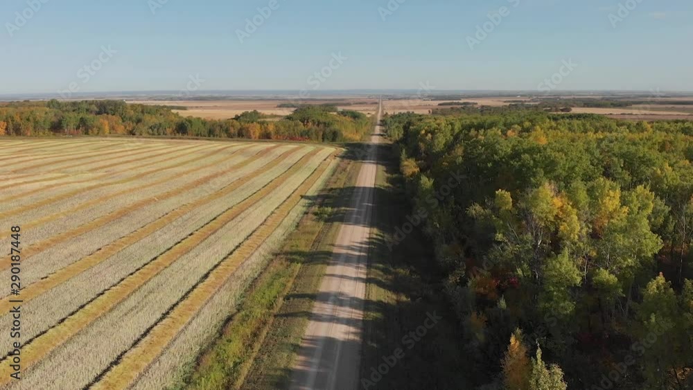Drone video along country road with over a mature fall canola field and fall forest. Drone video along country road with over a mature fall canola field and fall forest.