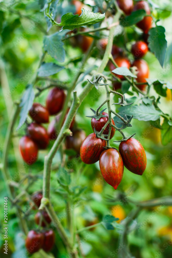 Ripe cherry tomatoes growing Ripe cherry tomatoes growing