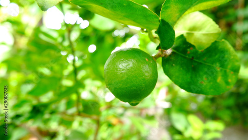 Wallpaper Mural green lime on nature background, green lime organic in the home garden Torontodigital.ca