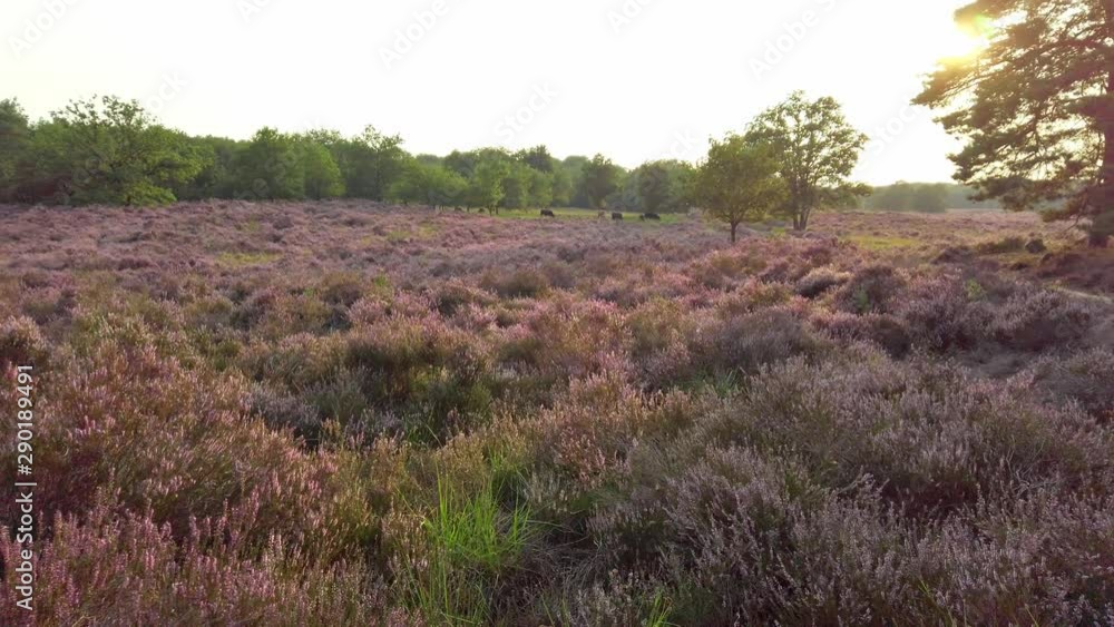 Slow shot and walking in purple blossoming heathland, National Park De Meinweg, Netherlands - 4k60p Slow shot and walking in purple blossoming heathland, National Park De Meinweg, Netherlands - 4k60p