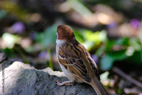 sparrow on rock