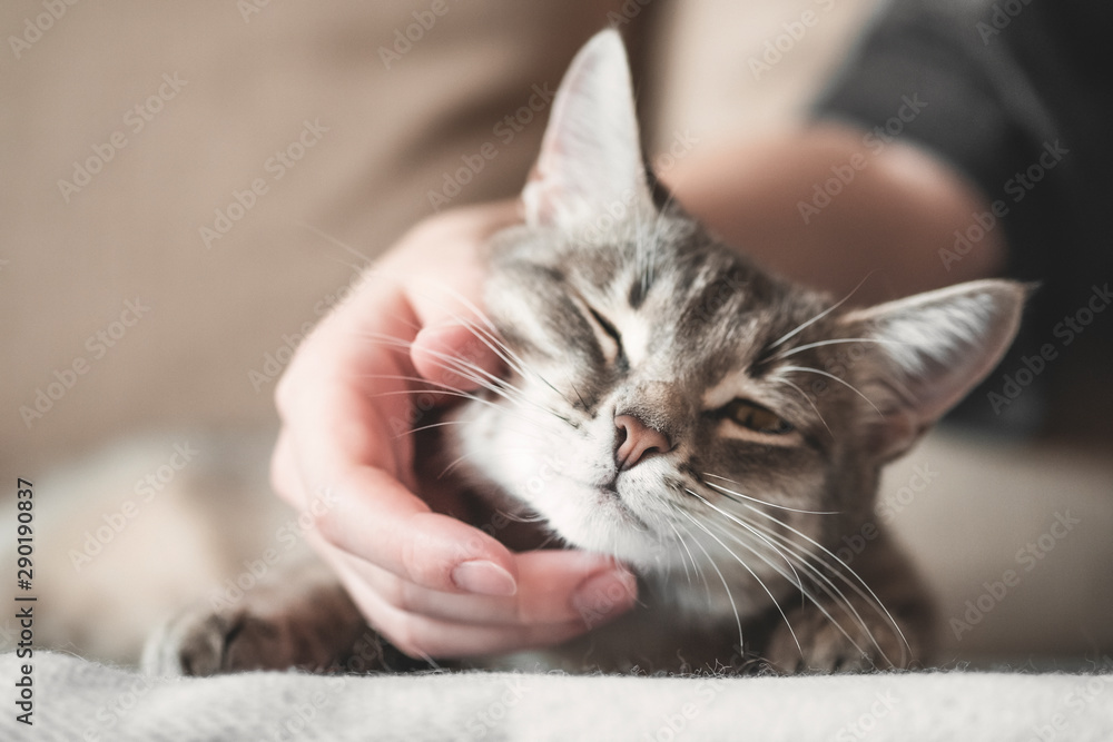 gray striped cat with womans hand on a brown background. World Pet Day. 