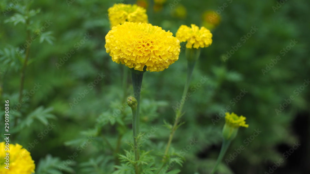 Marigold in the garden - Olympus OMD EM10 Mark II Marigold in the garden - Olympus OMD EM10 Mark II