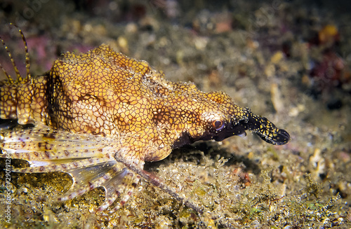 Seamoth or called litter dragonfish. Seamoth has fins that can walk across the sea bottom where it live. Taken at Nodi  Lembeh in Indonesia.