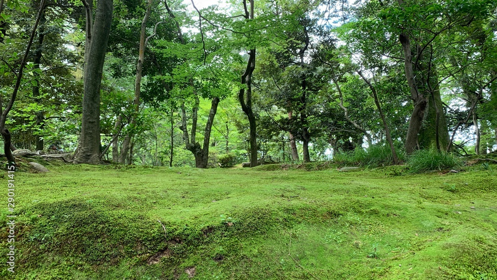 Obraz premium path in forest