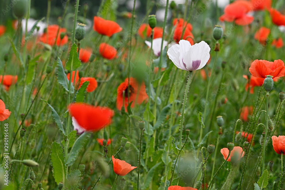 Fototapeta premium White poppy flower among red flowers in the field.