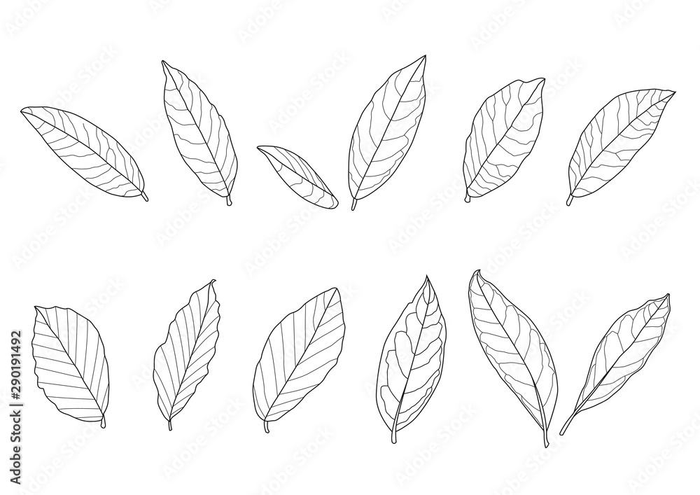 Obraz premium Leaves line single leaf and leaf pattern black Bring to color decorate on white background illustration vector